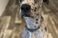 Odin